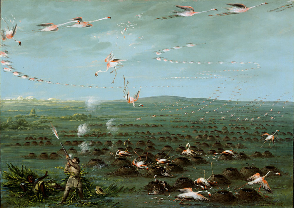 Shooting Flamingoes by George Catlin.